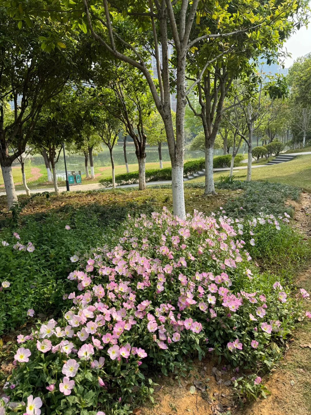 赣州中央公园月见草