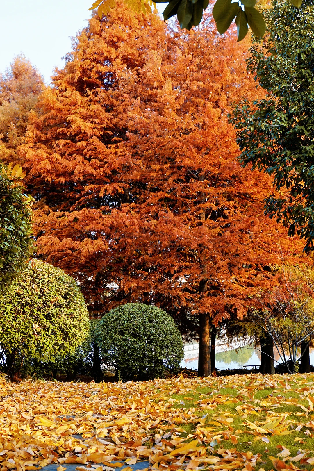 12.10实况！抚州三翁花园杀疯啦！！