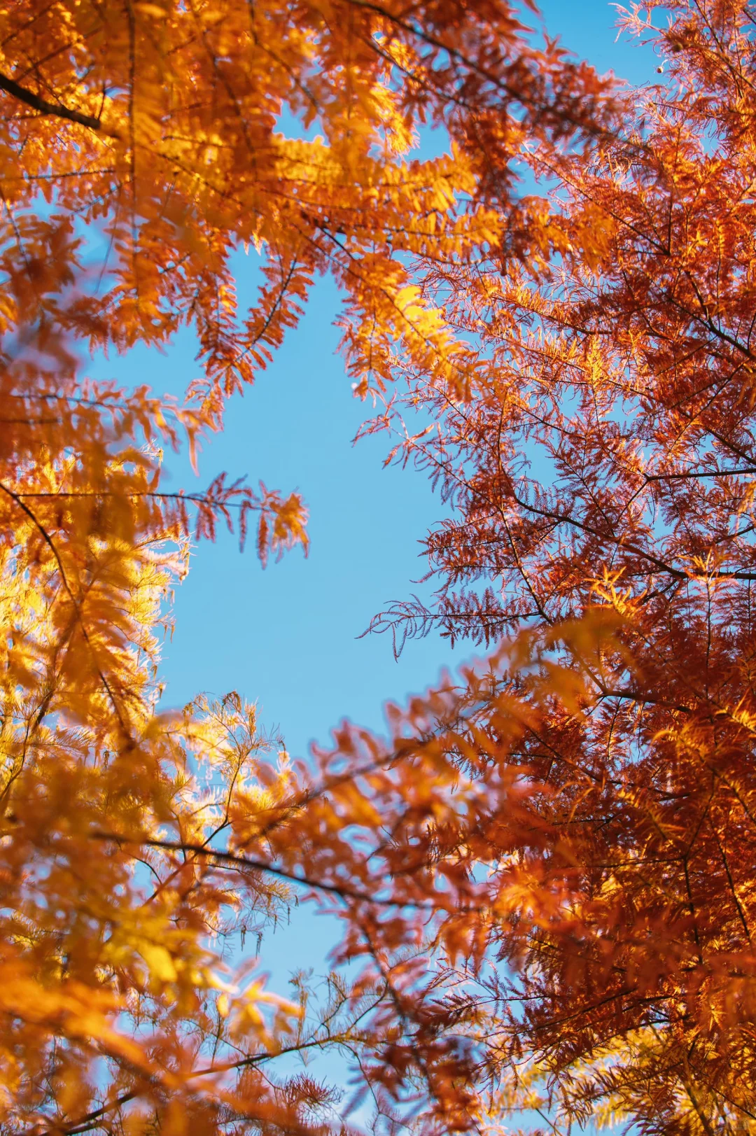 在赣州当然是蓉江滨江公园的落羽杉最出片啦