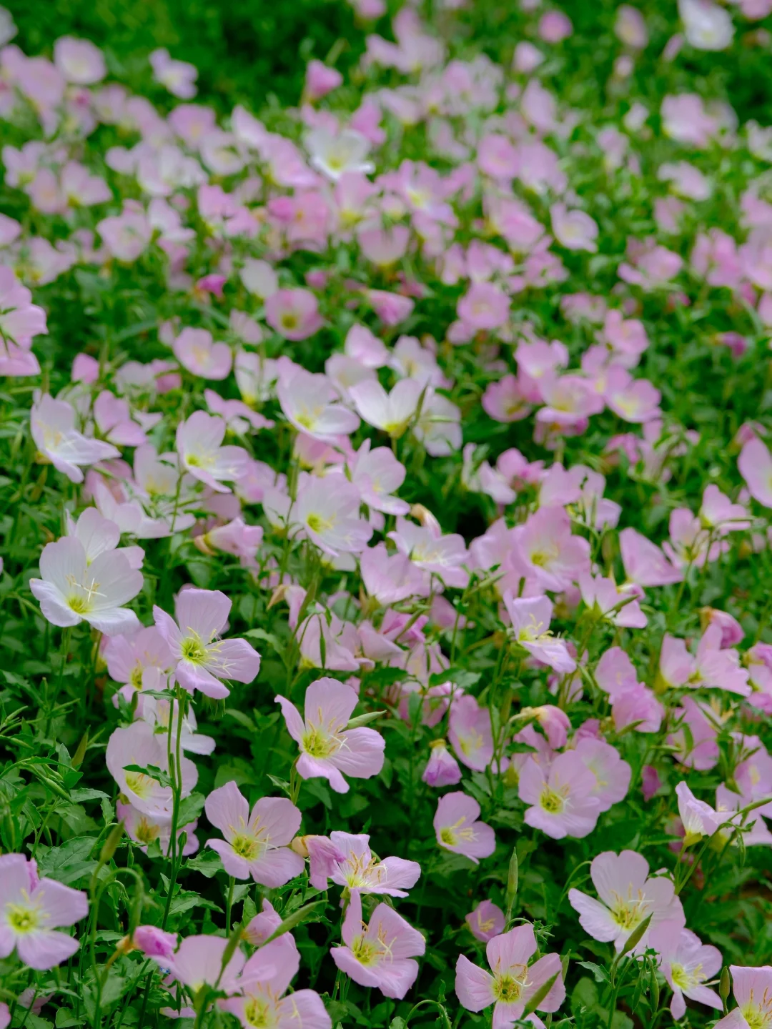 赣州中央公园月见草