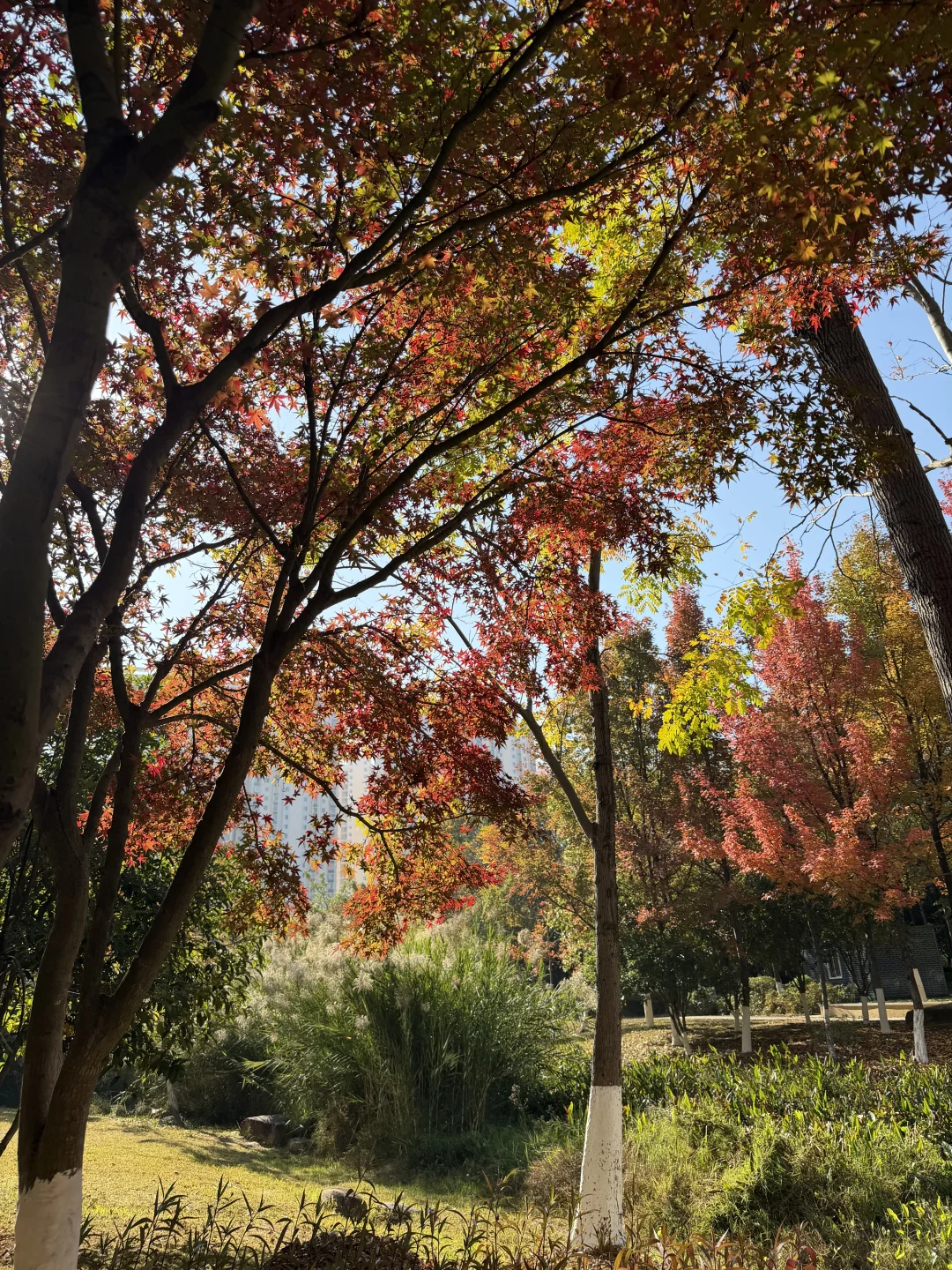 赣州的冬天尽是美景🍂