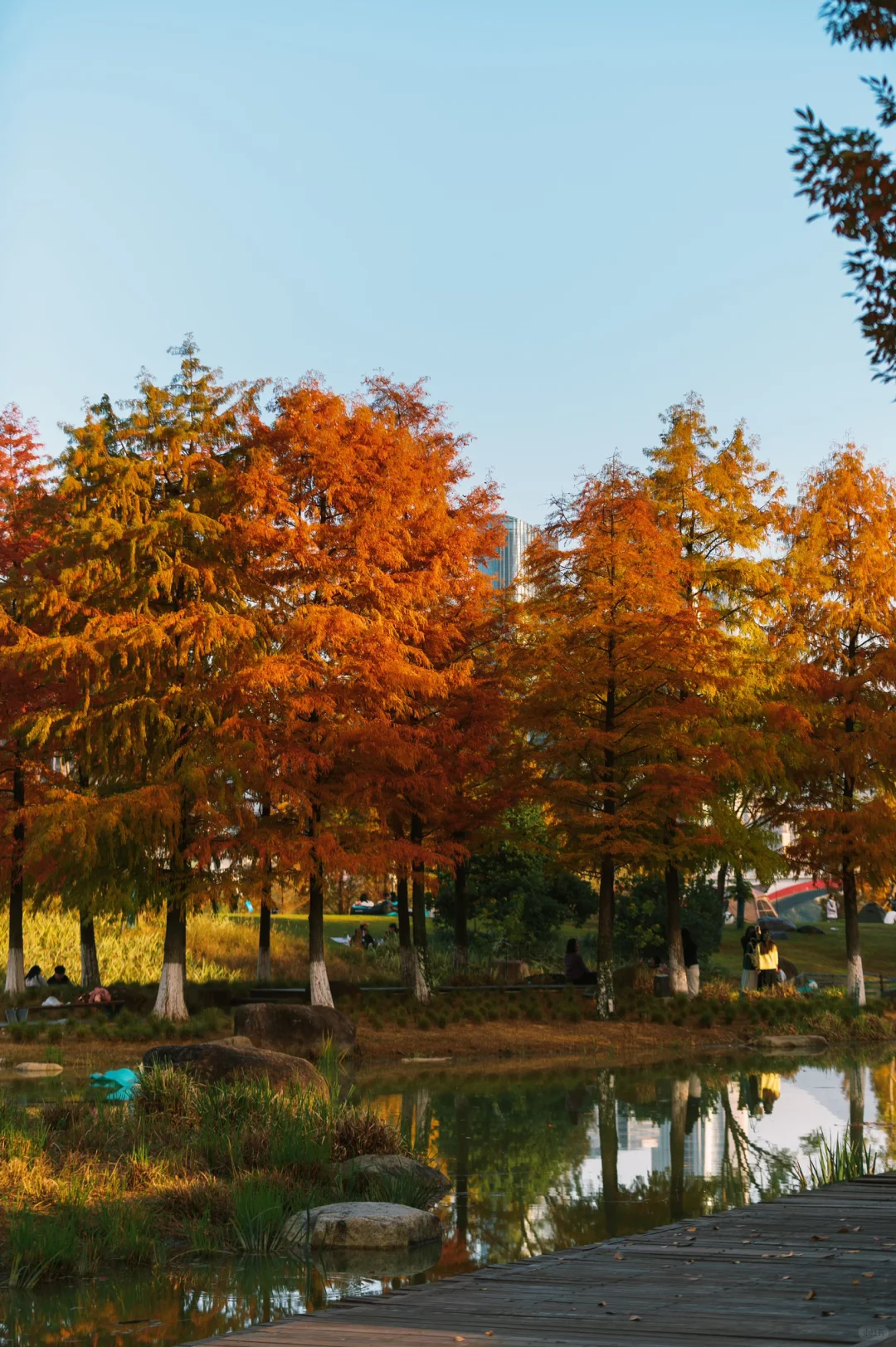 在赣州当然是蓉江滨江公园的落羽杉最出片啦