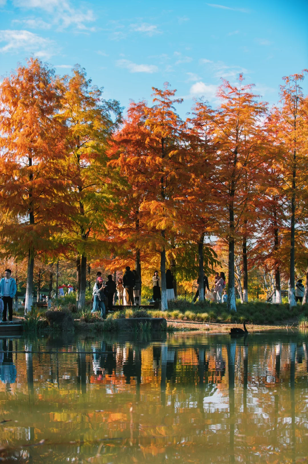 在赣州当然是蓉江滨江公园的落羽杉最出片啦