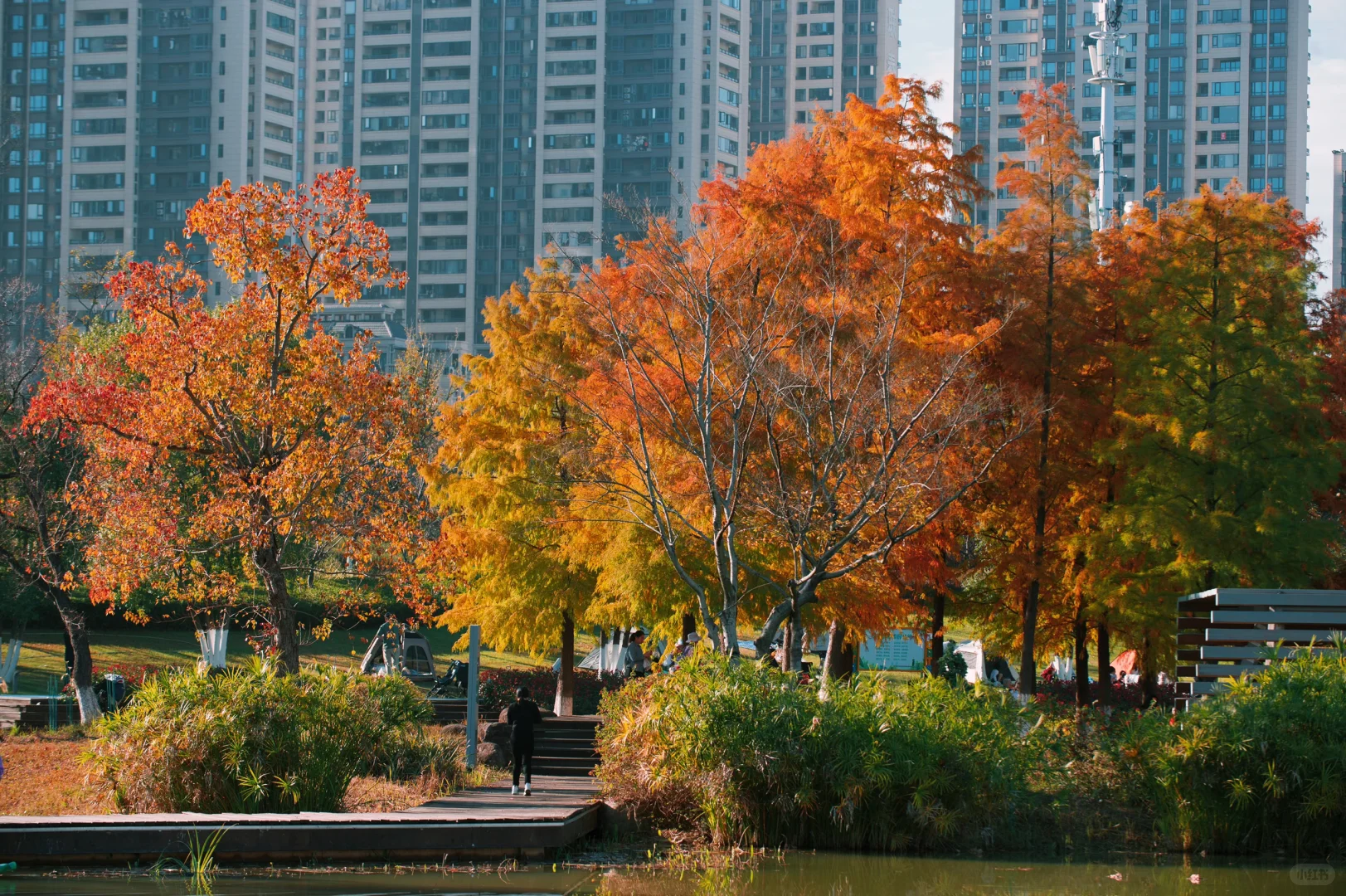 在赣州当然是蓉江滨江公园的落羽杉最出片啦