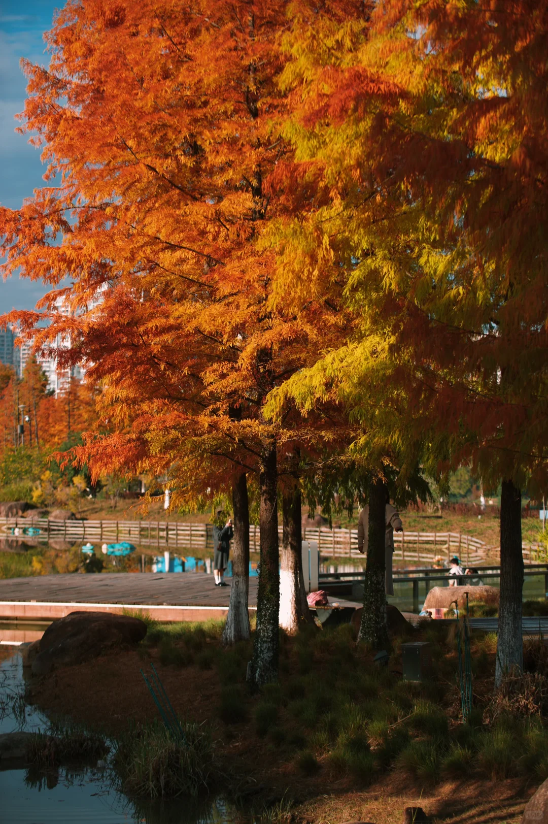 在赣州当然是蓉江滨江公园的落羽杉最出片啦