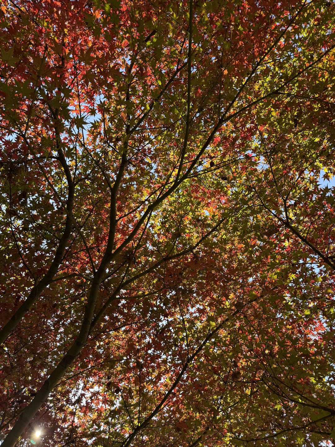 赣州的冬天尽是美景🍂