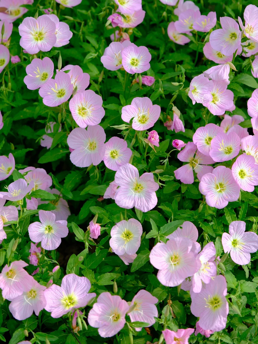 赣州中央公园月见草