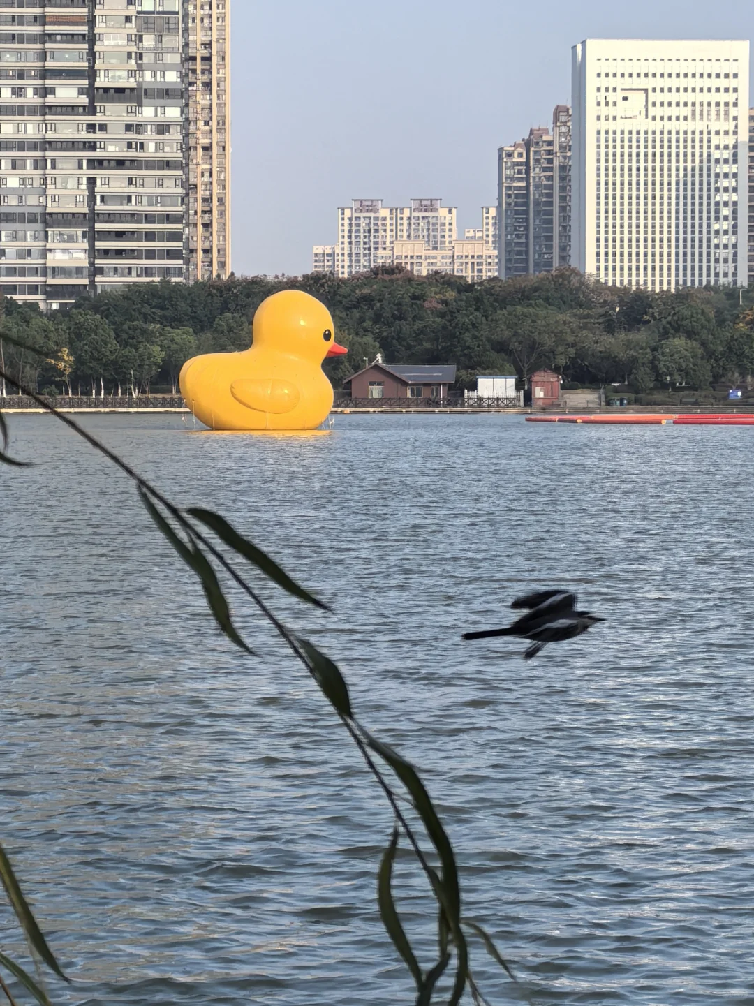 🌲这里的秋天还是绿：🌿赣州市中央公园