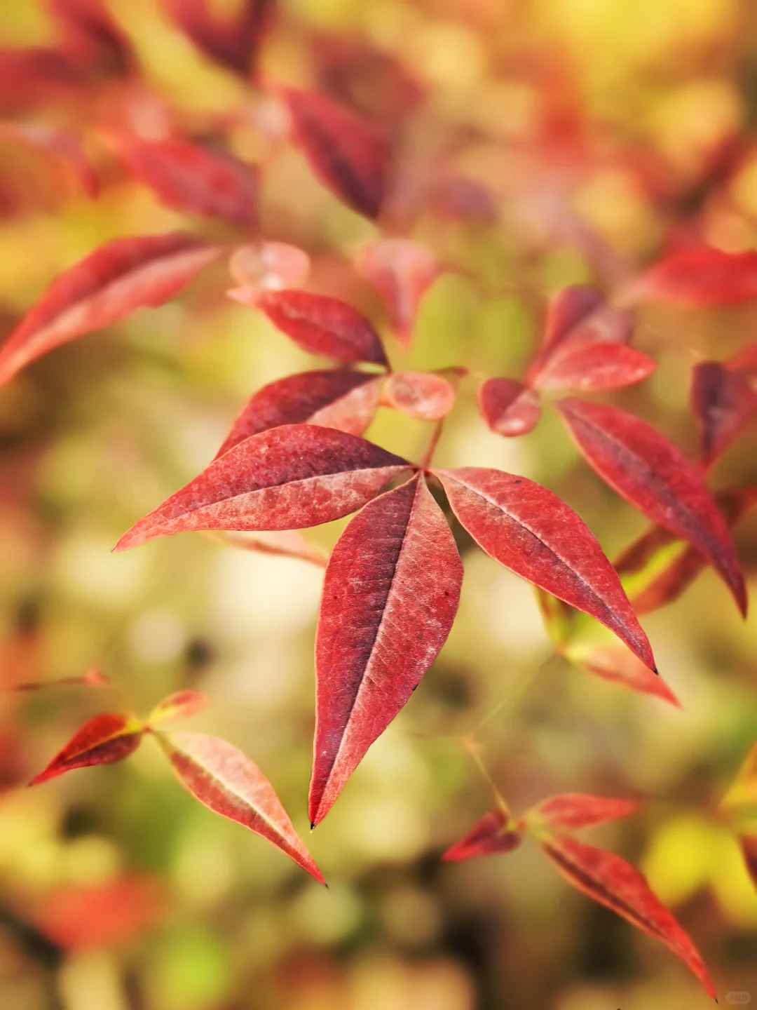 🌲这里的秋天还是绿：🌿赣州市中央公园