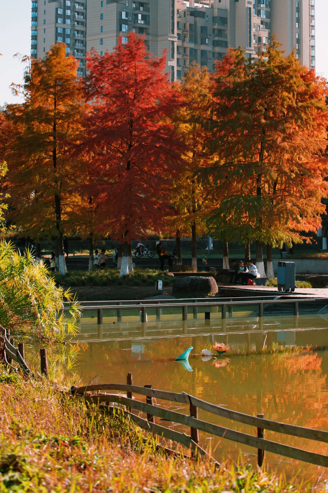 在赣州当然是蓉江滨江公园的落羽杉最出片啦