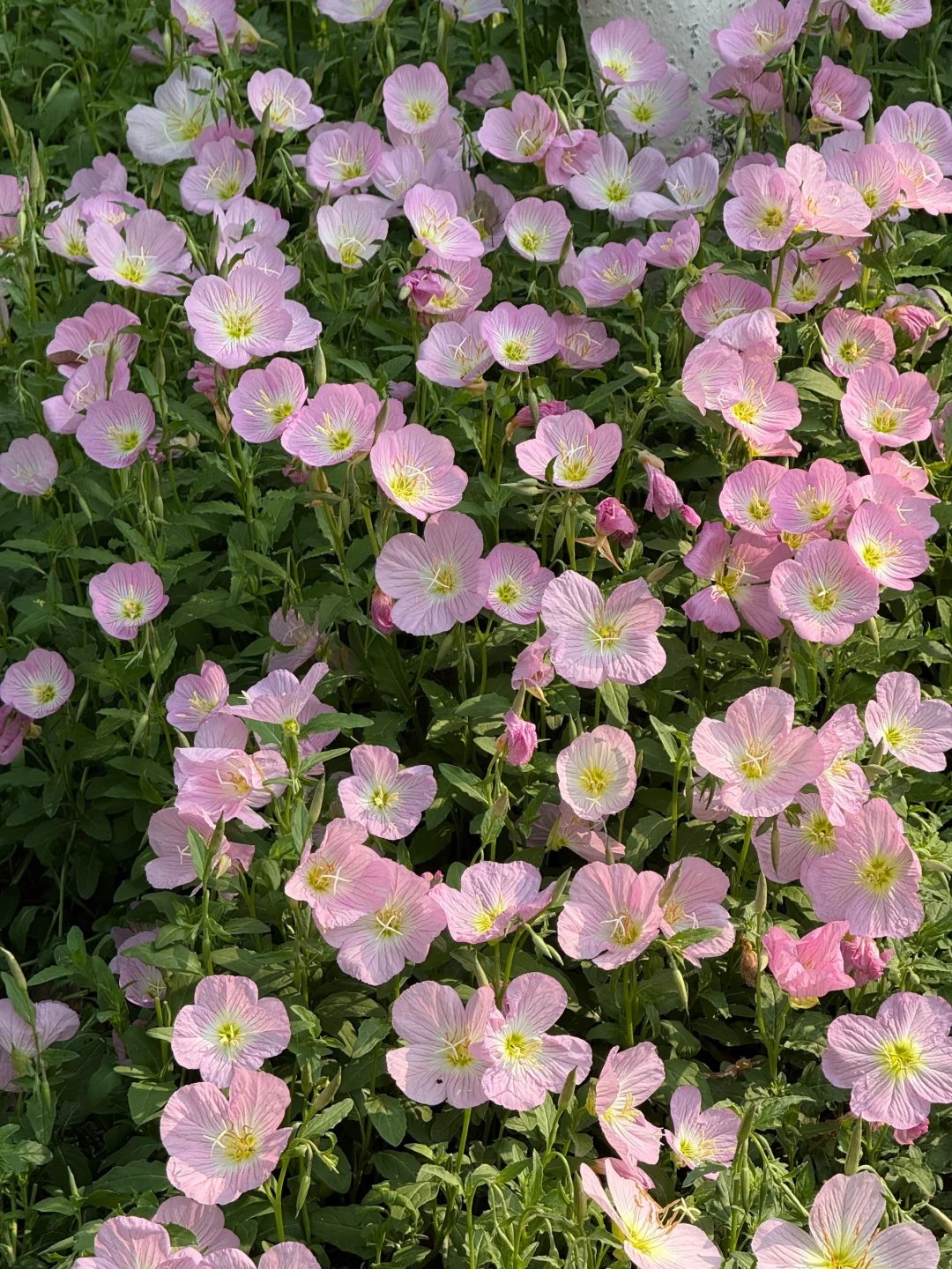 赣州中央公园月见草