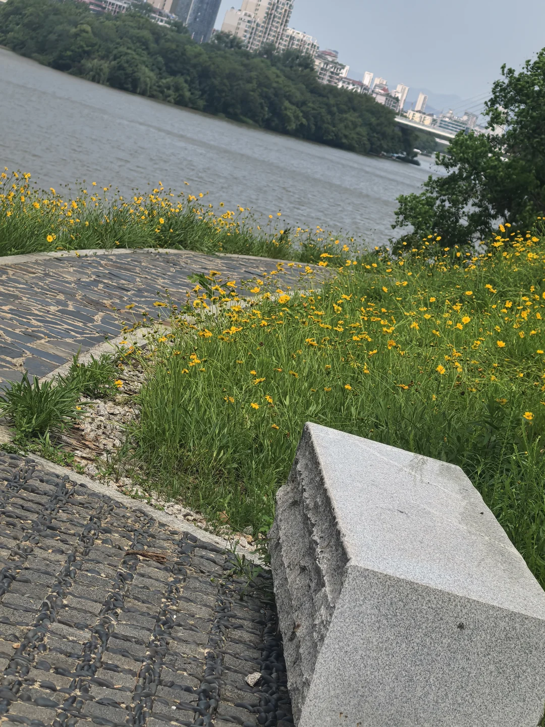 赣州初夏的江边🌼