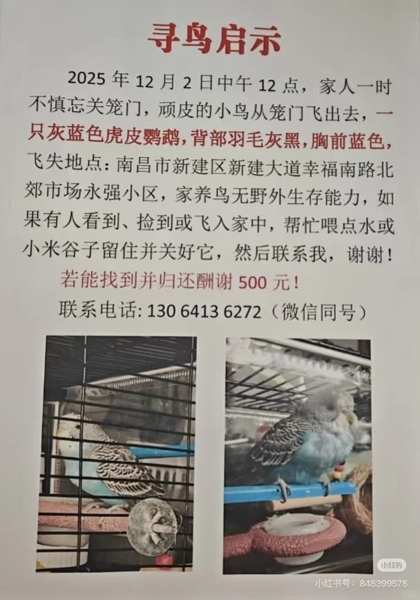 南昌新建寻鸟❗️❗️❗️