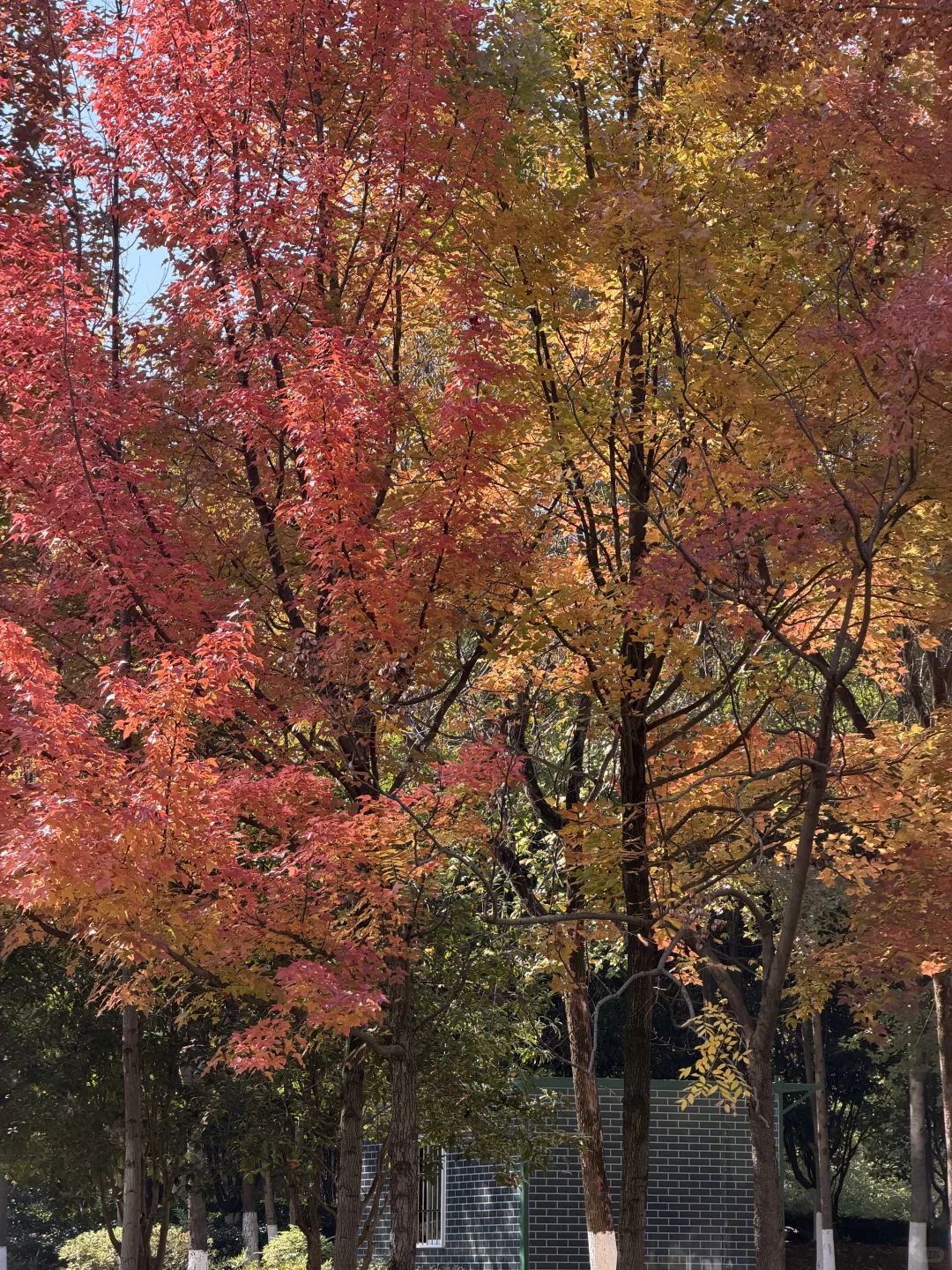 赣州的冬天尽是美景🍂