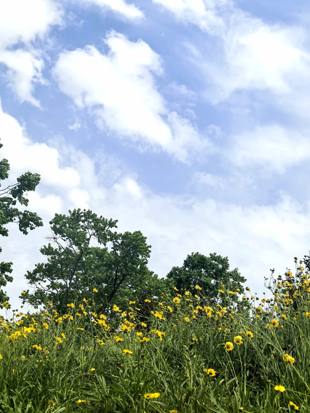 赣州初夏的江边🌼