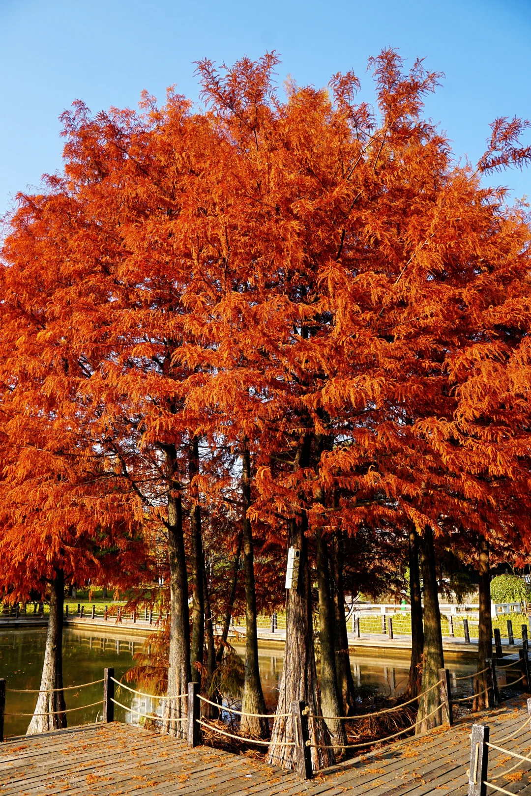 12.10实况！抚州三翁花园杀疯啦！！