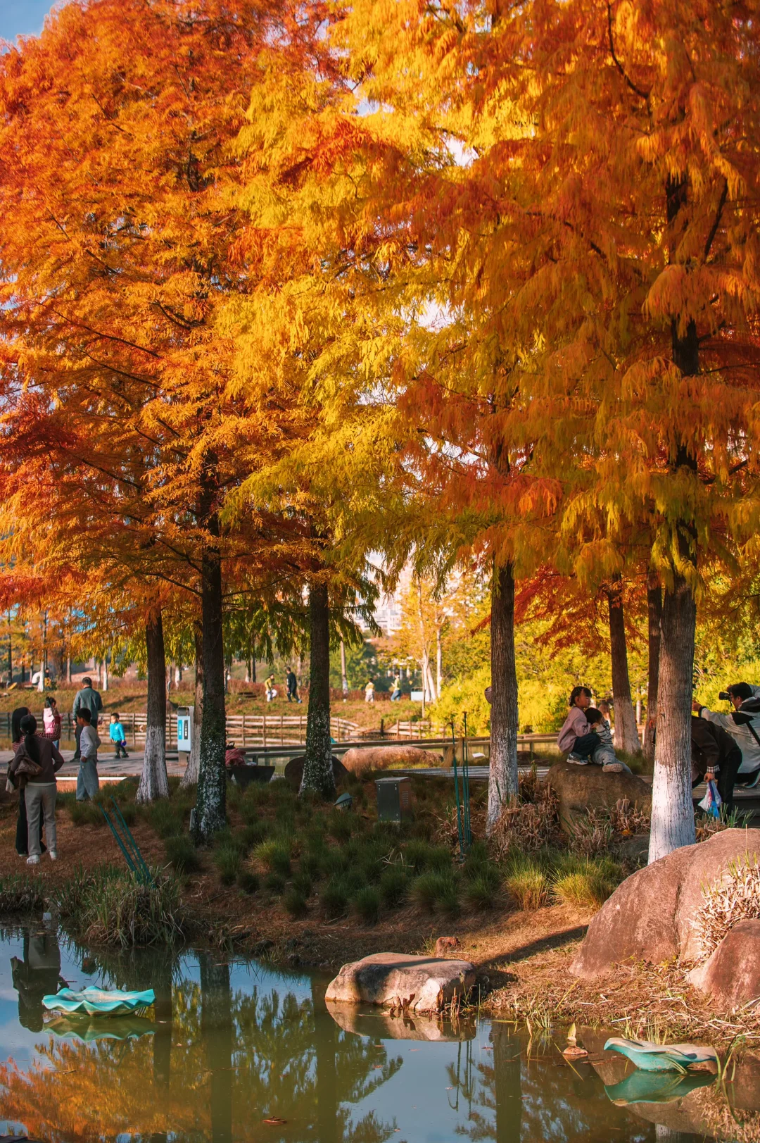 在赣州当然是蓉江滨江公园的落羽杉最出片啦