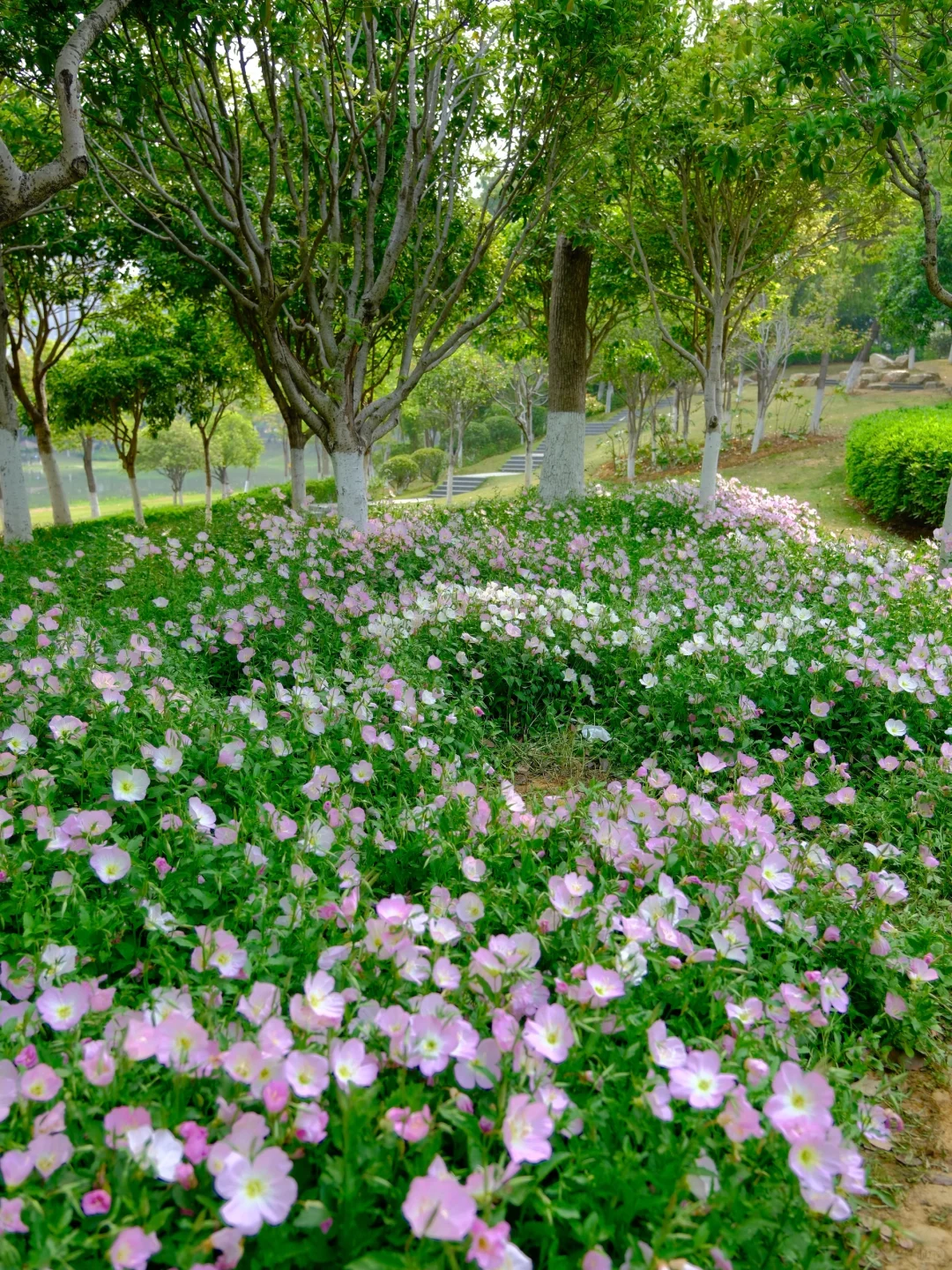赣州中央公园月见草