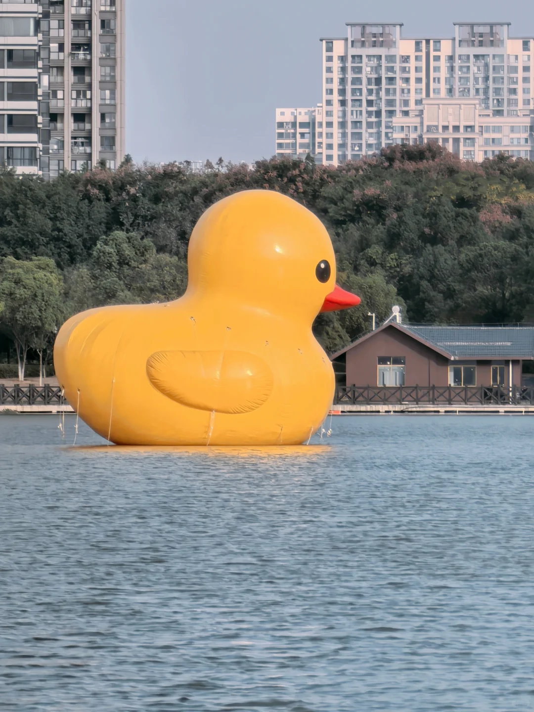 🌲这里的秋天还是绿：🌿赣州市中央公园