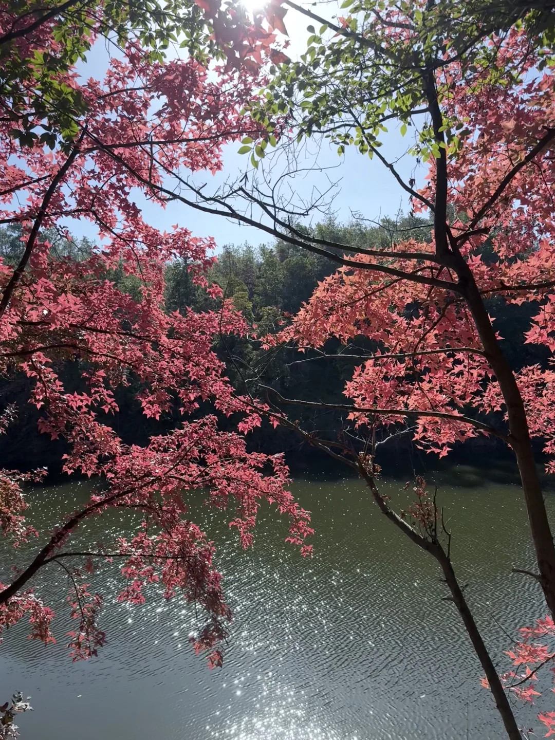 周末逃离计划｜赣州藏着一个赏秋宝藏地🍁
