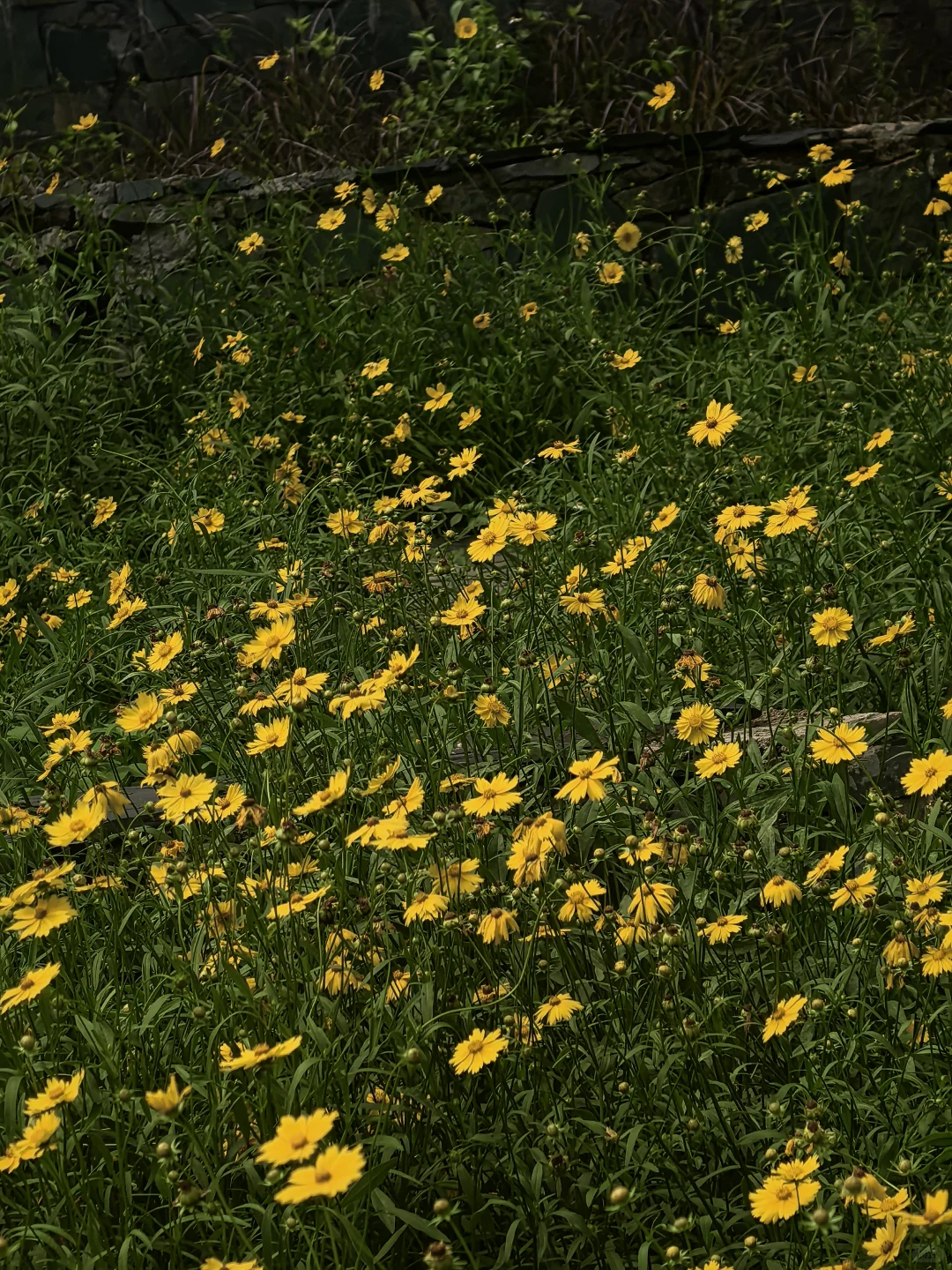 赣州初夏的江边🌼
