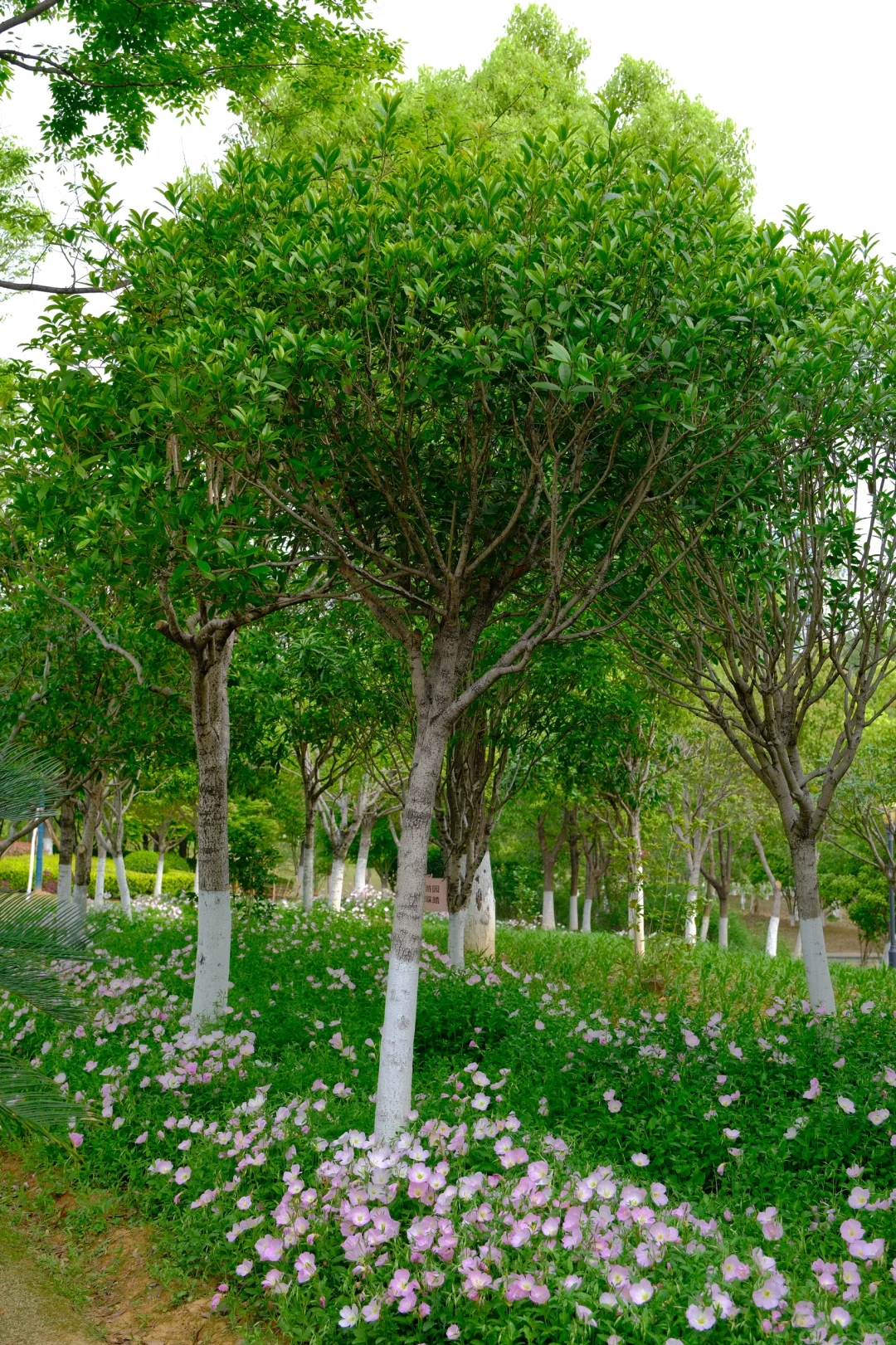 赣州中央公园月见草