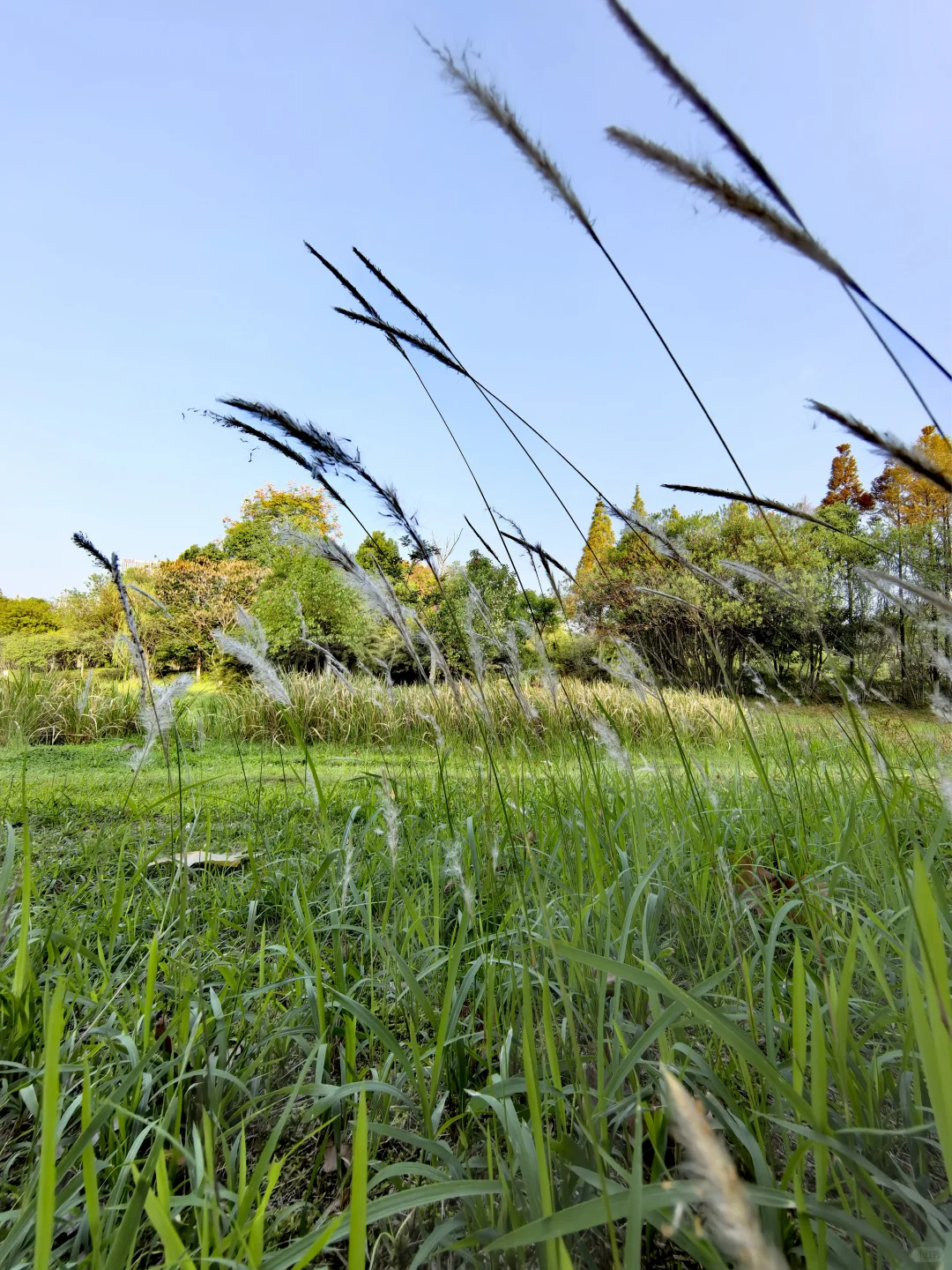 🌲这里的秋天还是绿：🌿赣州市中央公园
