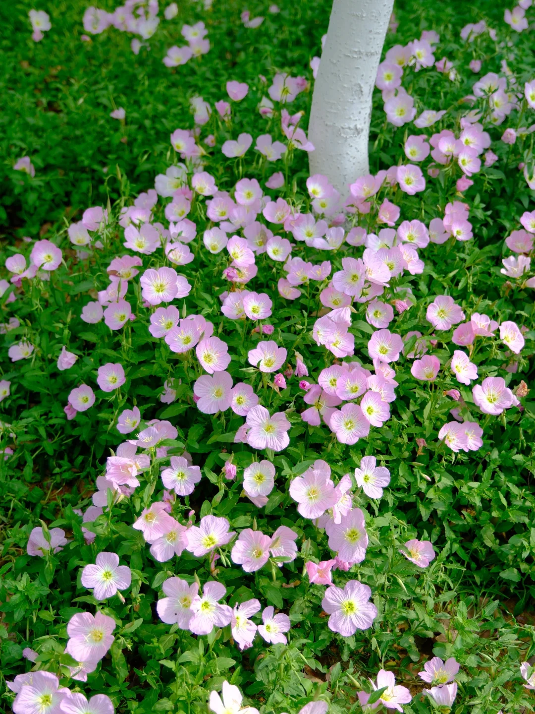 赣州中央公园月见草