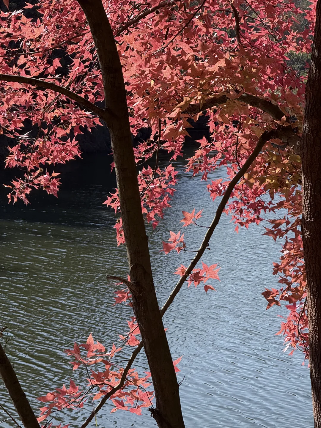 周末逃离计划｜赣州藏着一个赏秋宝藏地🍁