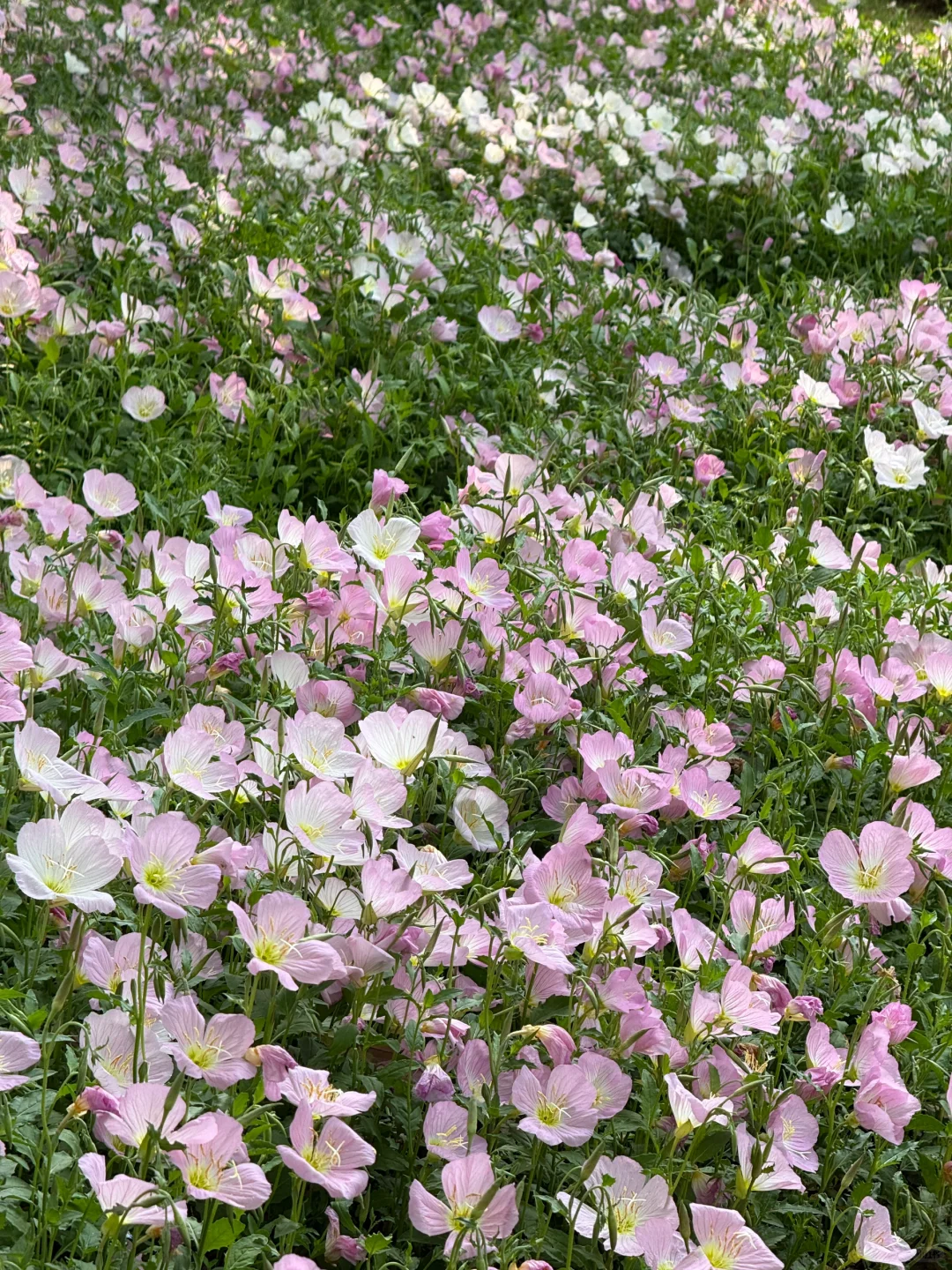 赣州中央公园月见草