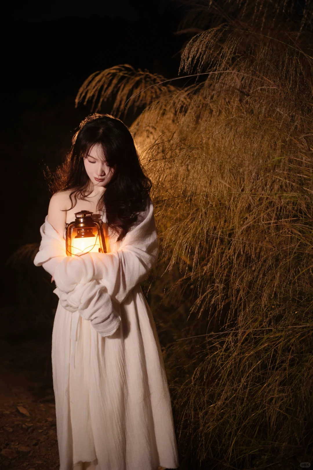 赣州芦苇彻底黄啦