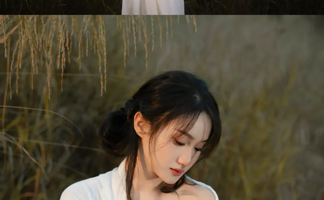 赣州芦苇彻底黄啦