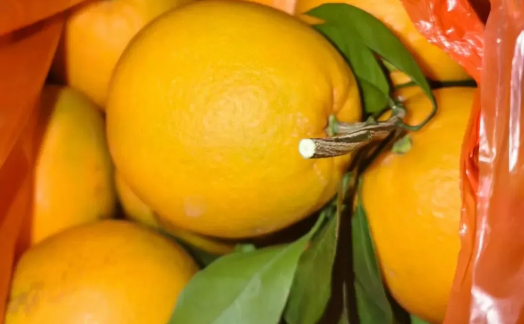 橙子到最好吃的时候啦～