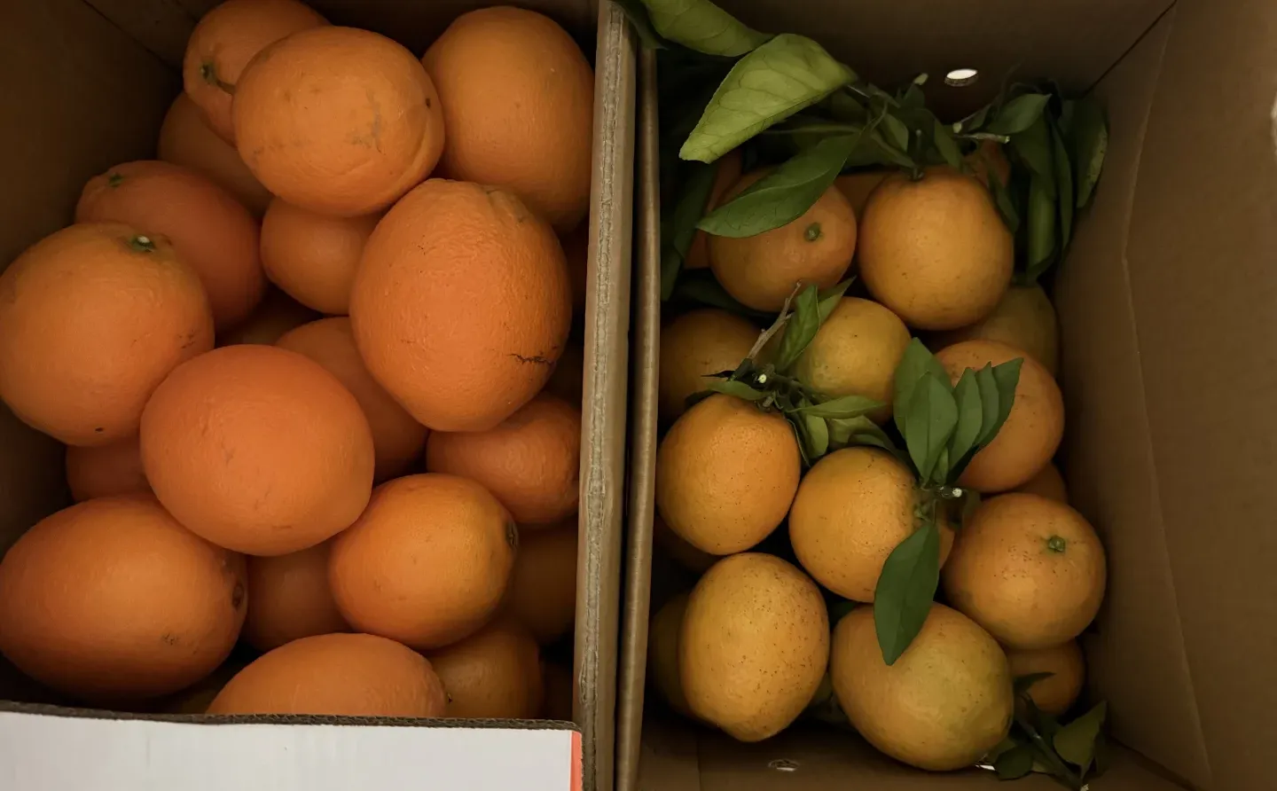 都说是赣南脐橙，到底哪个才是真的