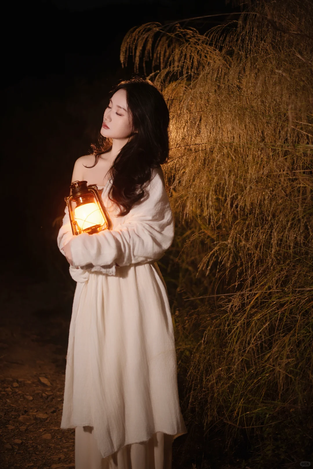 赣州芦苇彻底黄啦