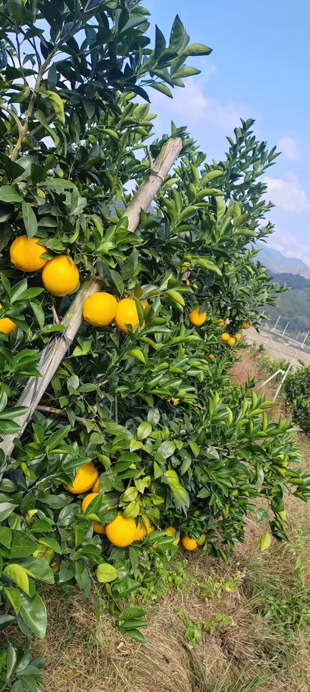 橙子到最好吃的时候啦～