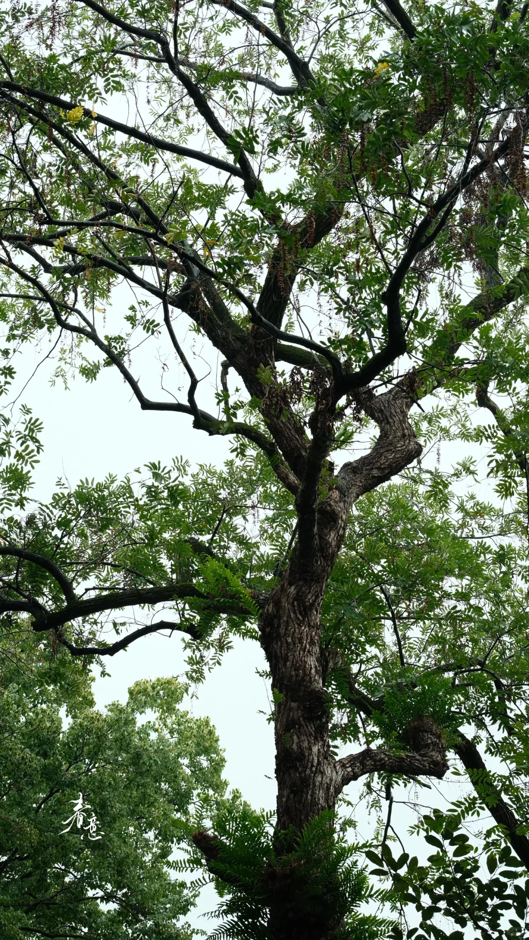 赣州｜八境公园