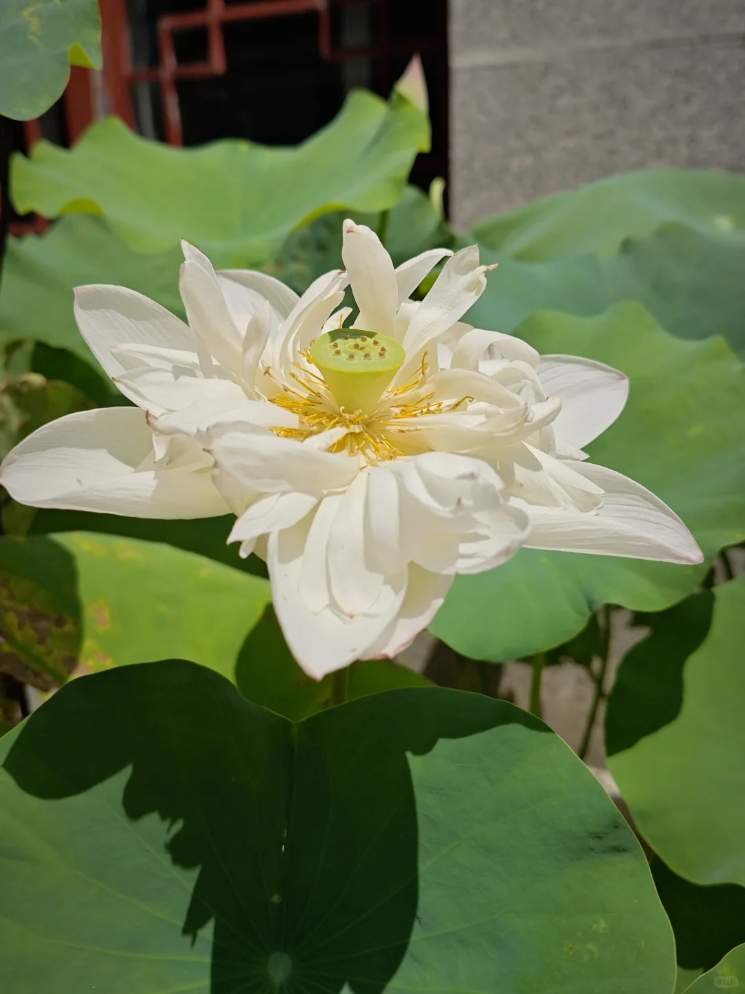 半天游玩抚州城攻略 抚州真的太好拍了