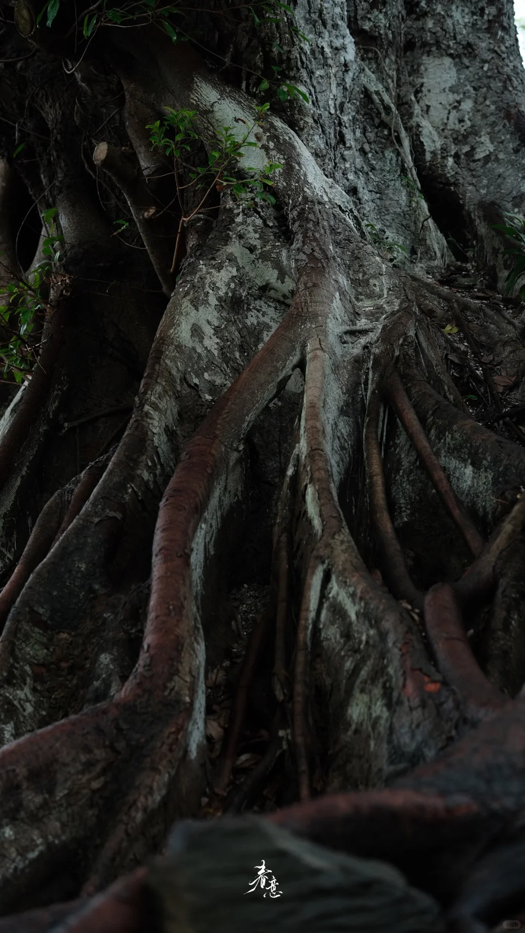 赣州｜八境公园