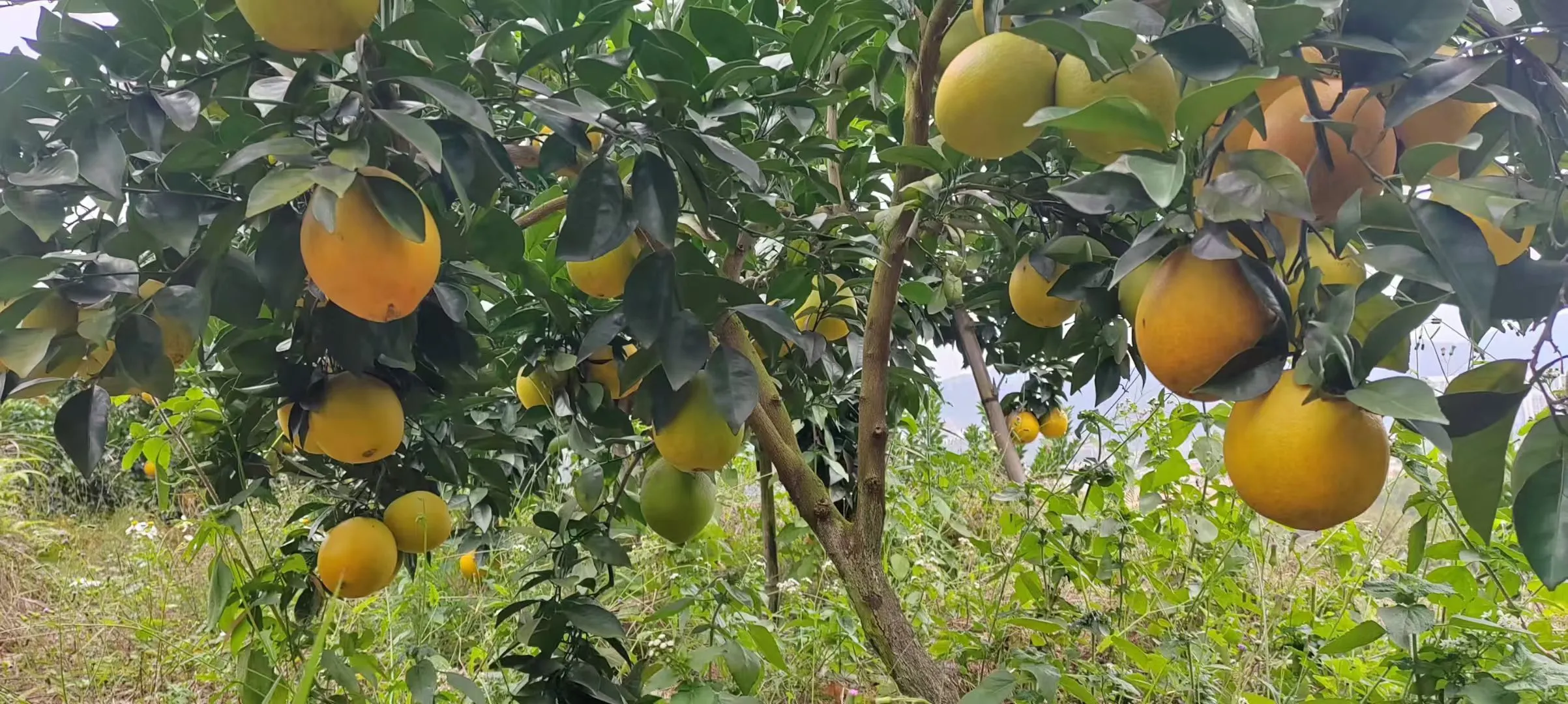 橙子到最好吃的时候啦～