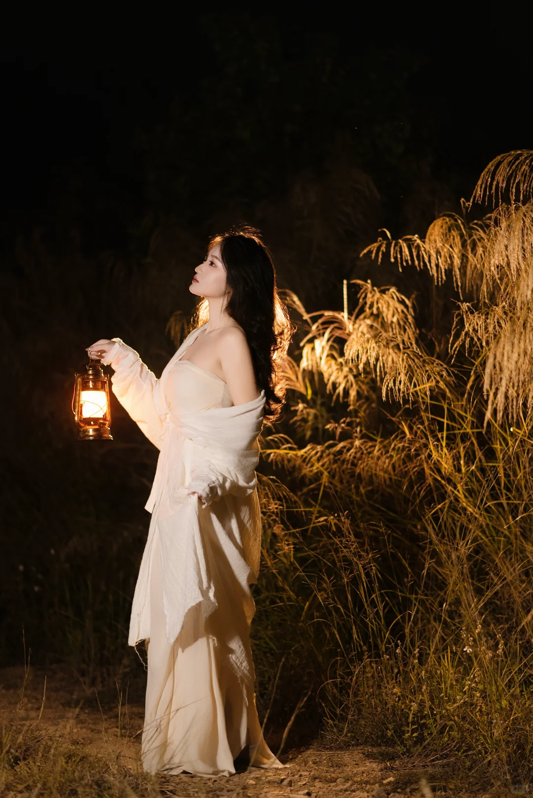 赣州芦苇彻底黄啦