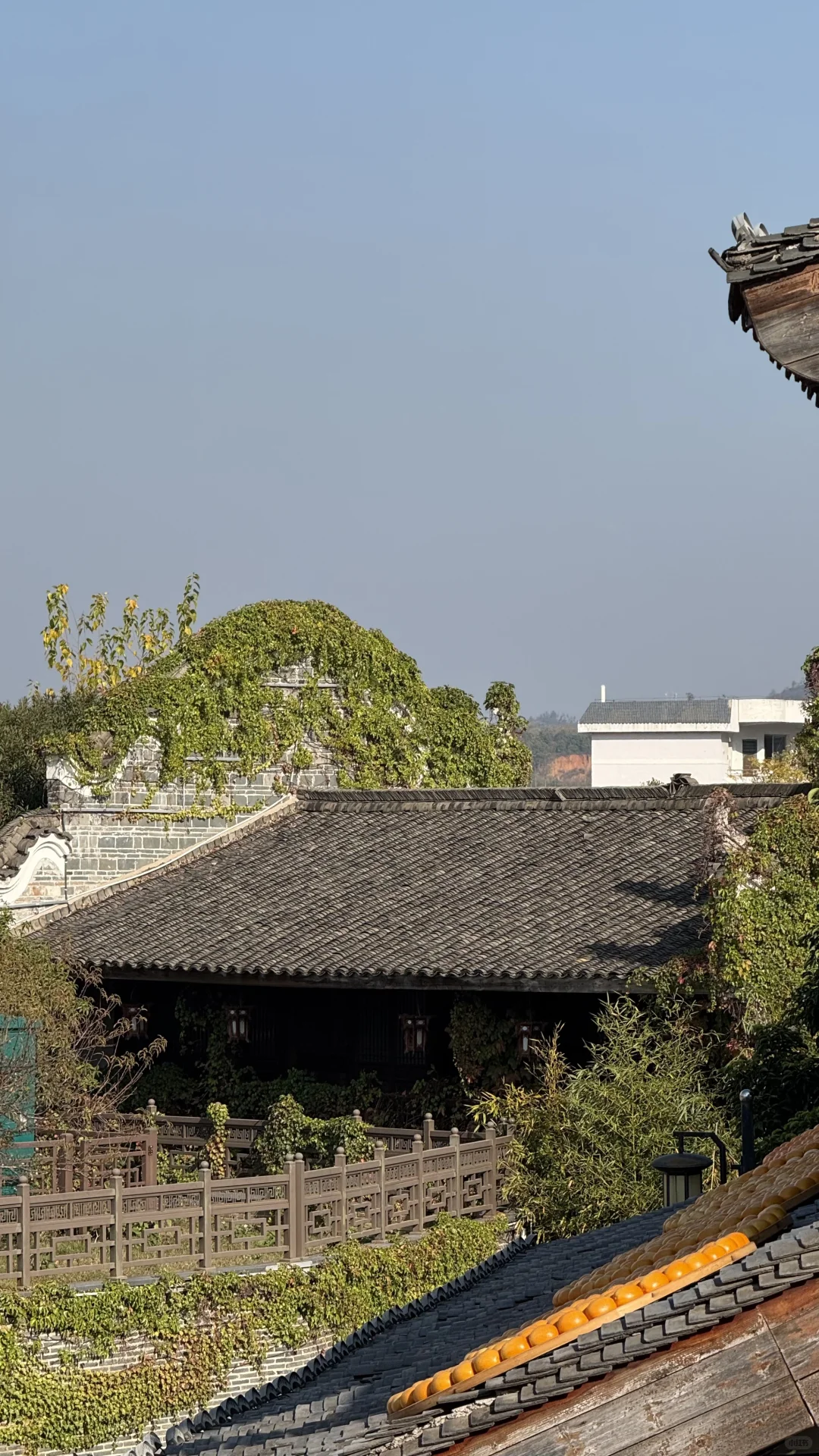 12月的赣州是橙香肆意🍊美不胜收