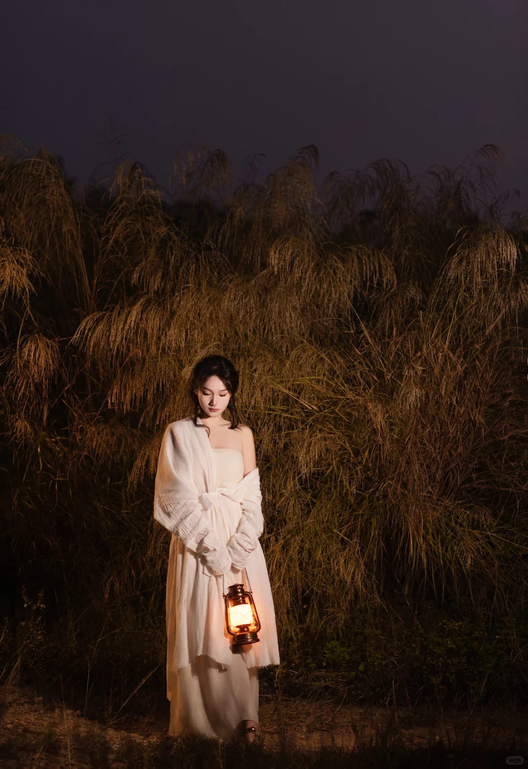 赣州芦苇彻底黄啦