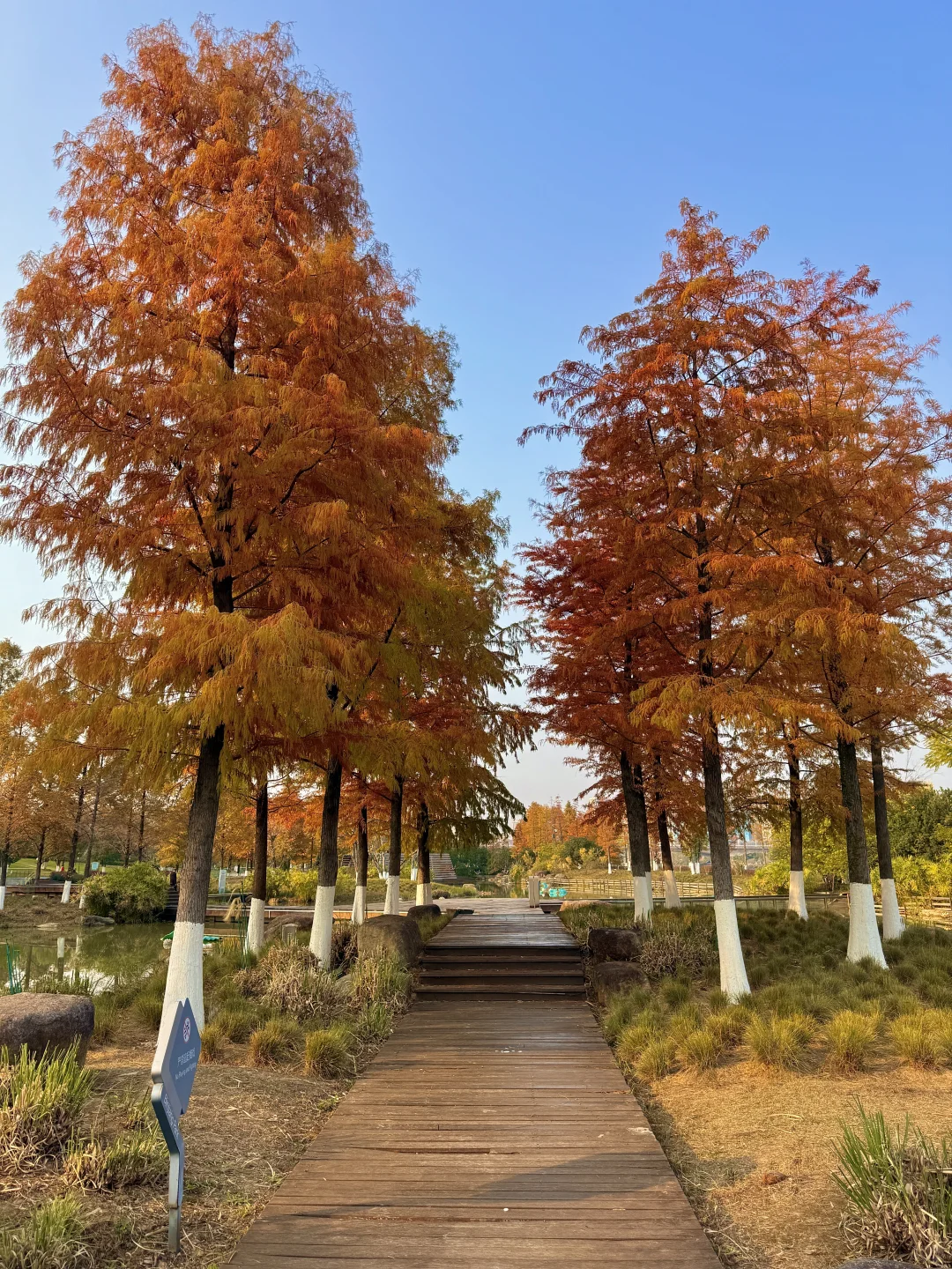 12.4实况！赣州的红杉林杀疯了！！！