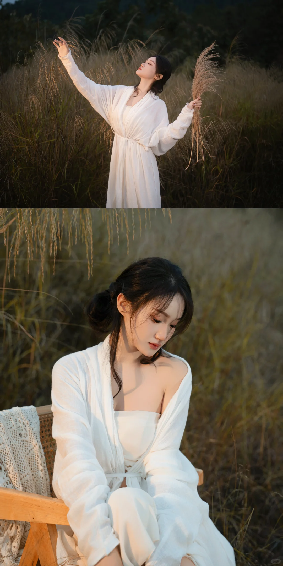 赣州芦苇彻底黄啦