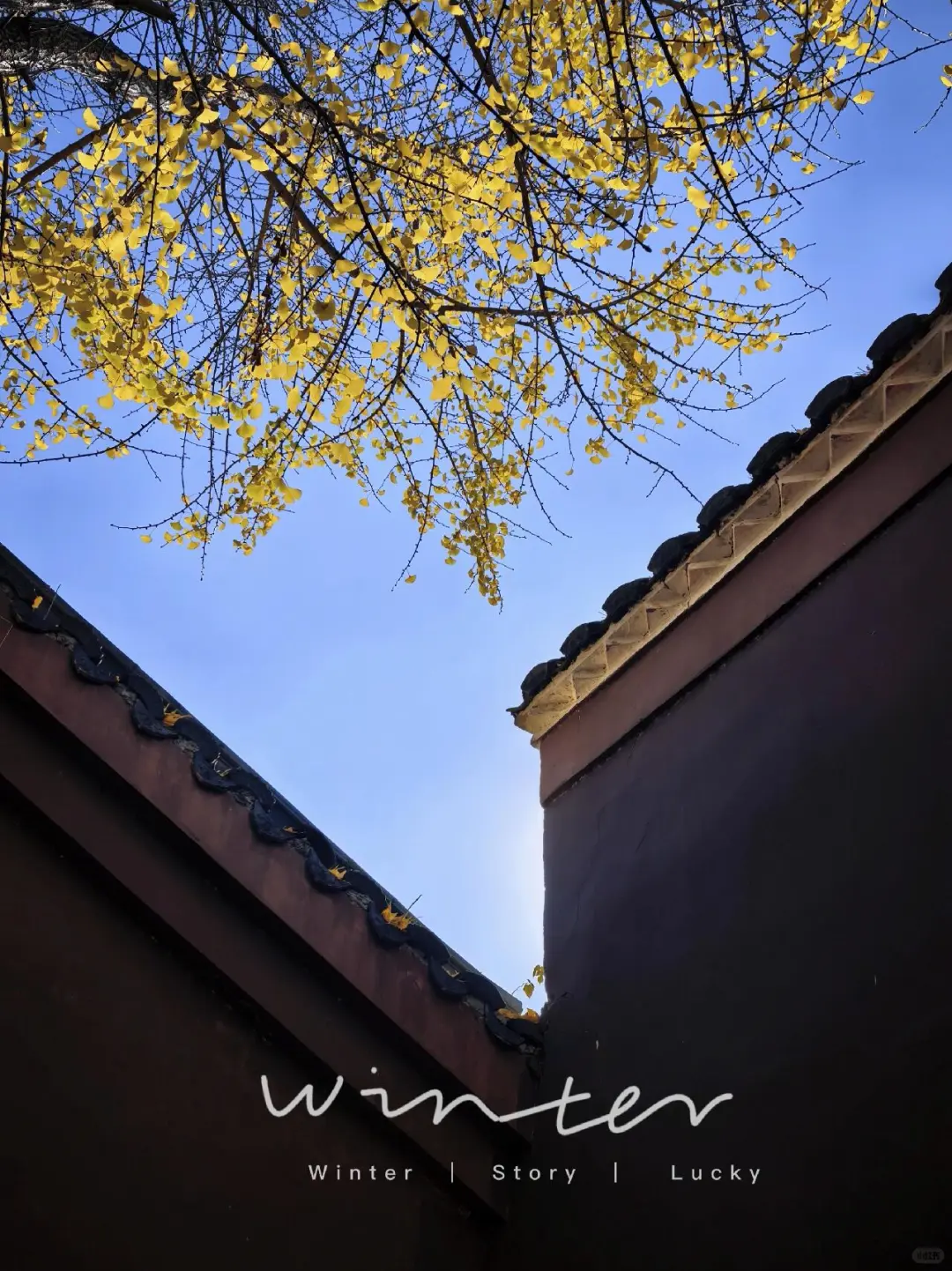 抚州黎川试院-孔庙的浪漫银杏～