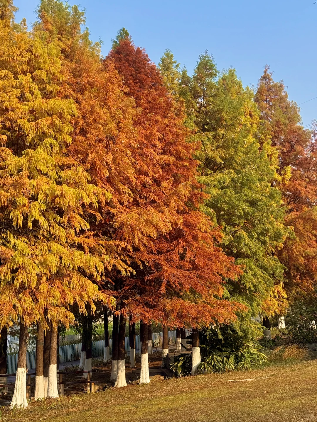 12.4实况！赣州的红杉林杀疯了！！！