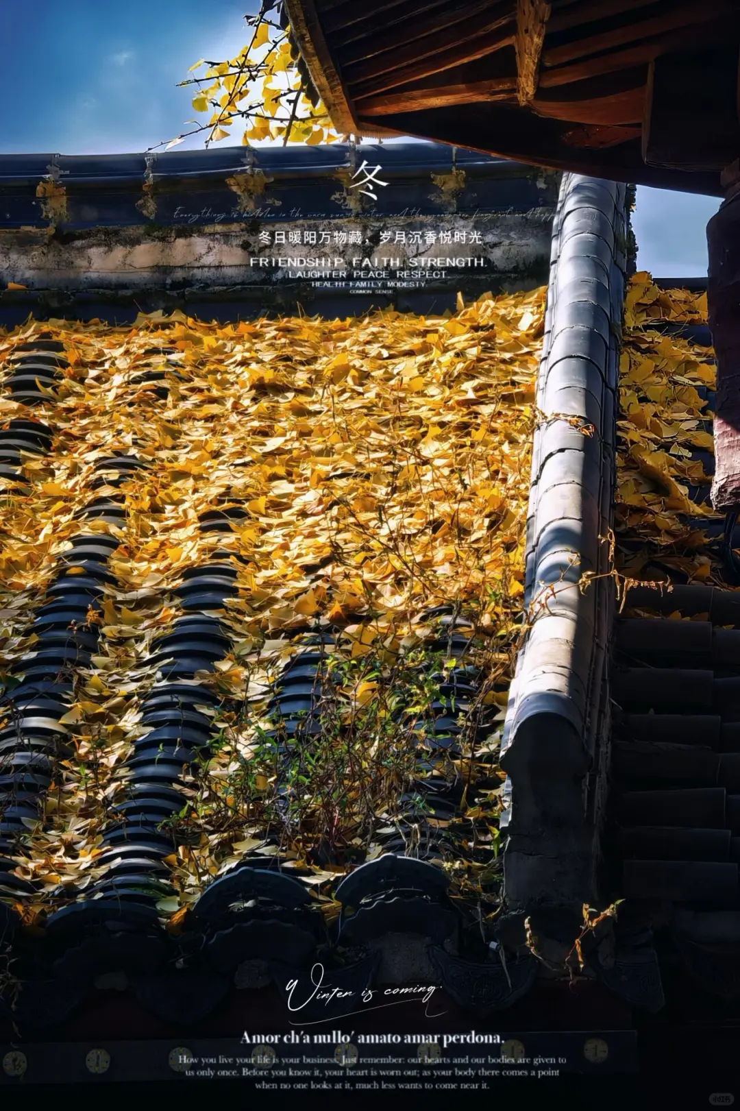 抚州黎川试院-孔庙的浪漫银杏～