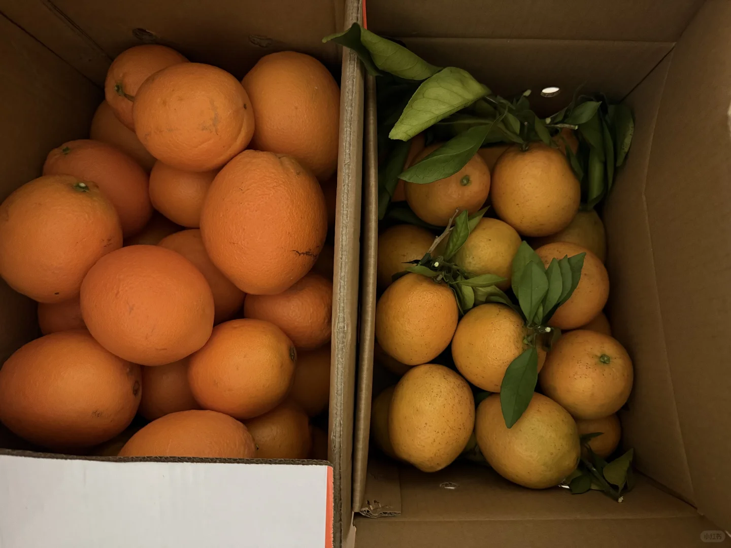 都说是赣南脐橙，到底哪个才是真的