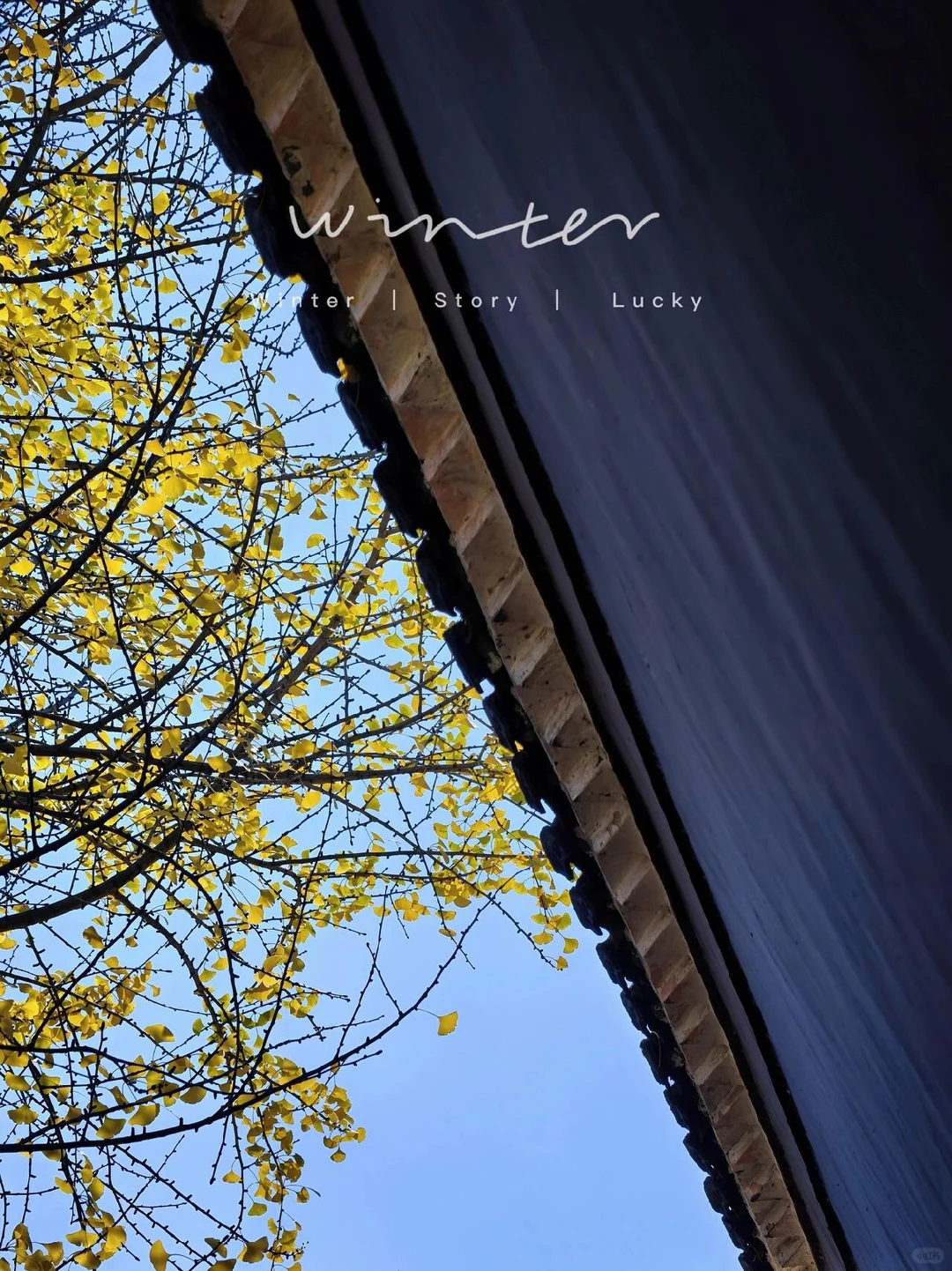 抚州黎川试院-孔庙的浪漫银杏～